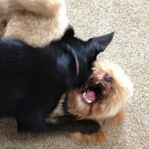 Meet your Posher, Tessa